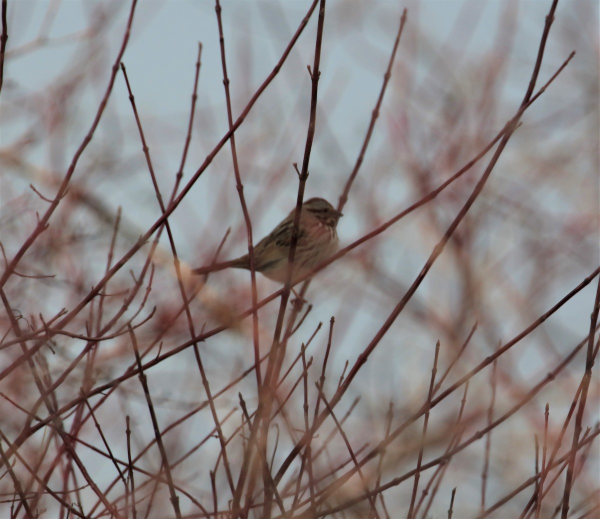 Song Sparrow - ML405598891