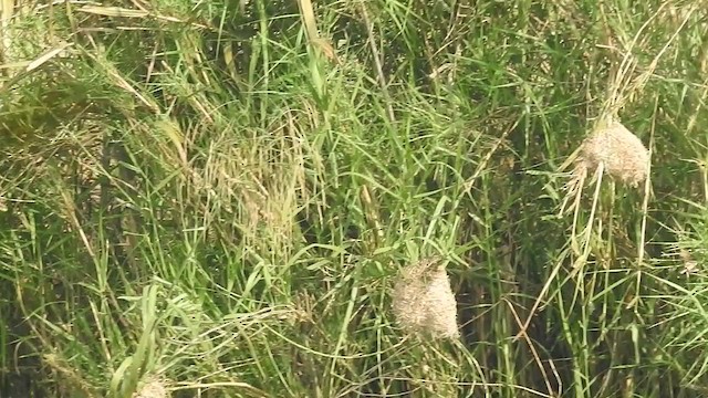 Streaked Weaver - ML405599021