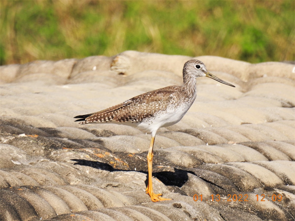 Greater Yellowlegs - Robert Snow
