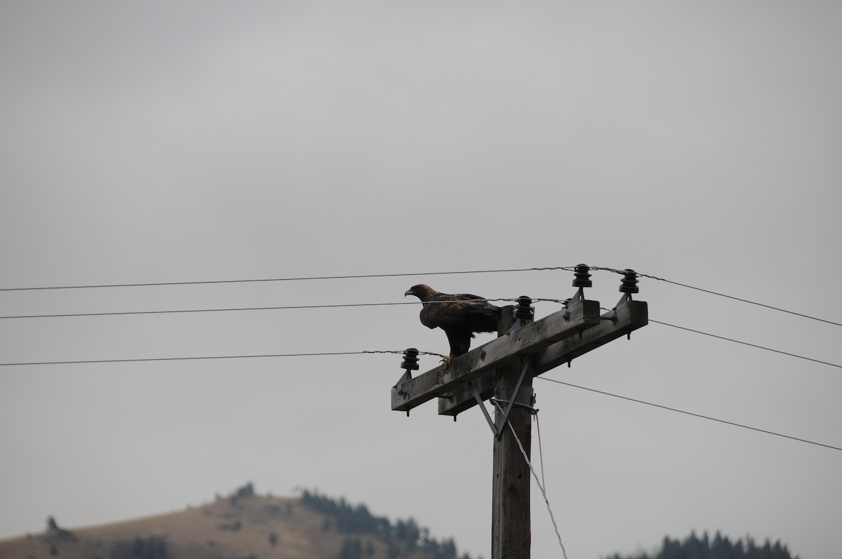 Golden Eagle - John Doty