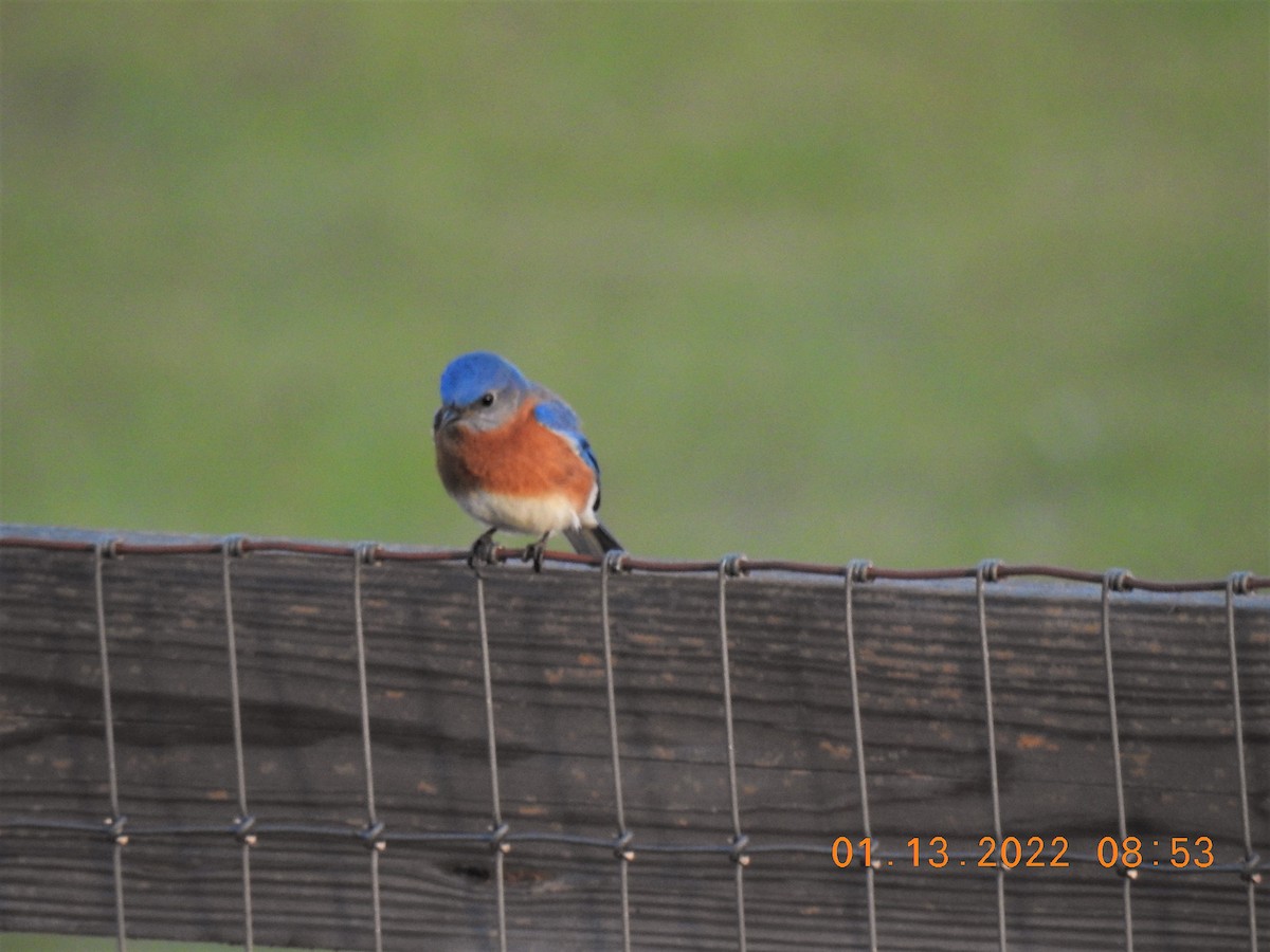 Eastern Bluebird - ML405599841