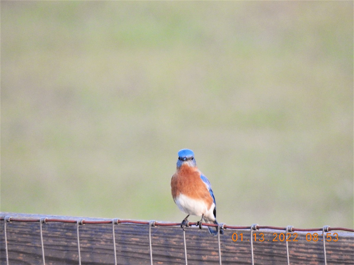 Eastern Bluebird - ML405599891