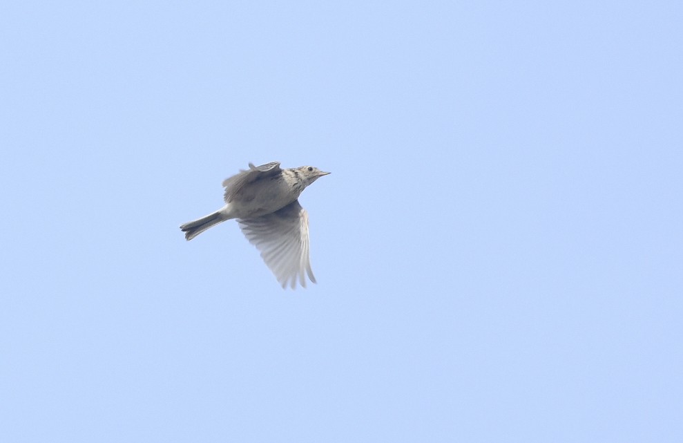 Pampas Pipit - Giselle Mangini