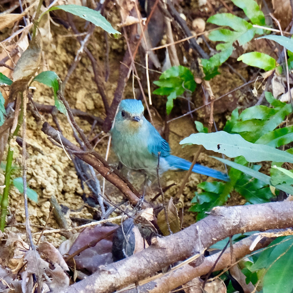 Verditer Flycatcher - ML405602231