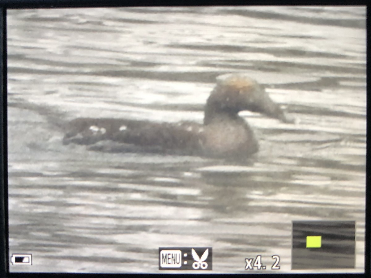 Common Eider - ML405602631