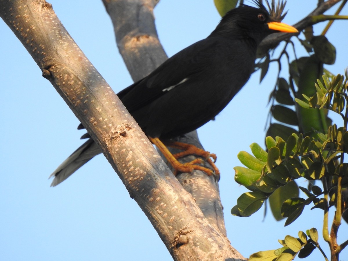 Great Myna - ML405604291