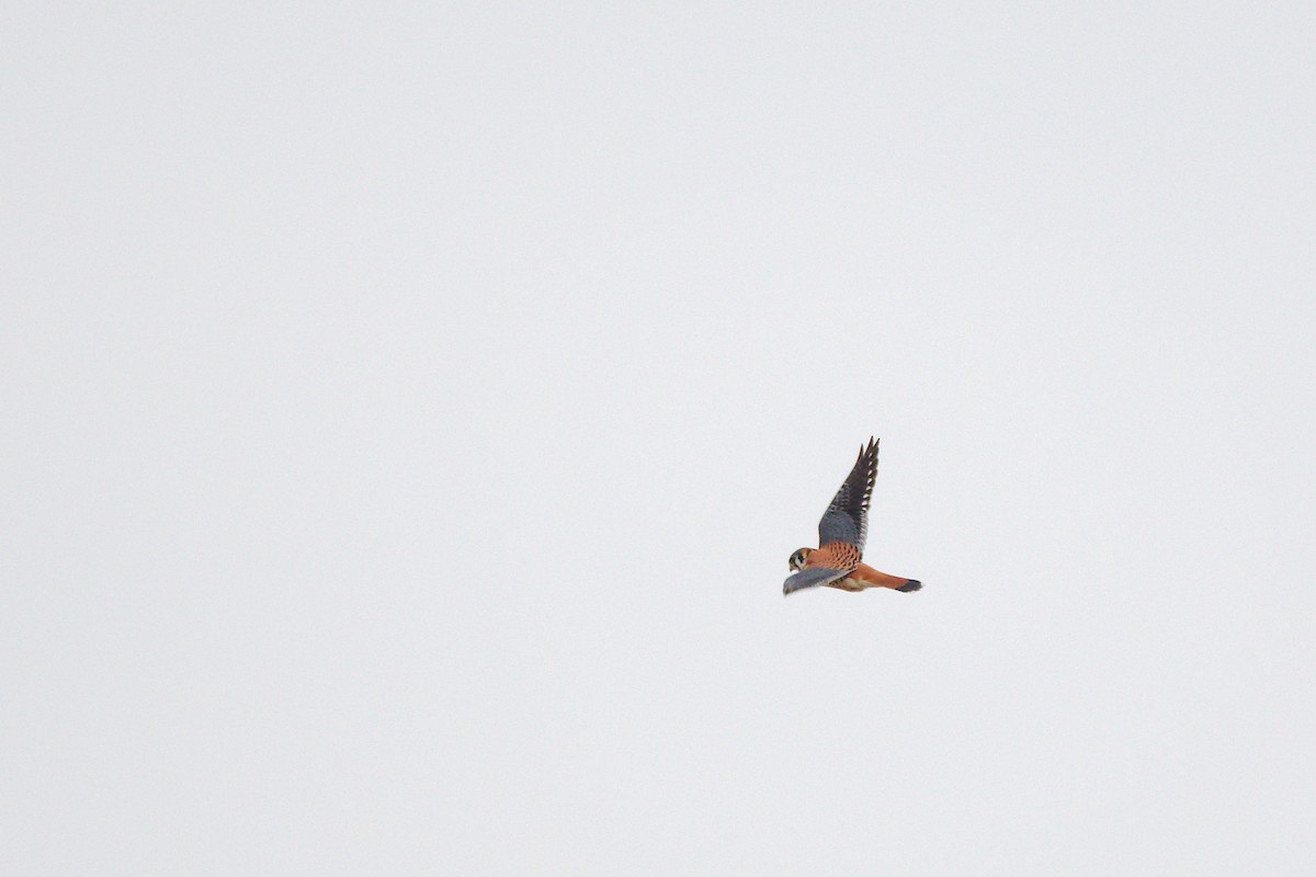 American Kestrel - ML405604461