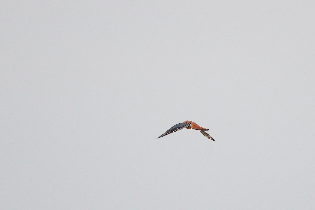 American Kestrel - ML405604471