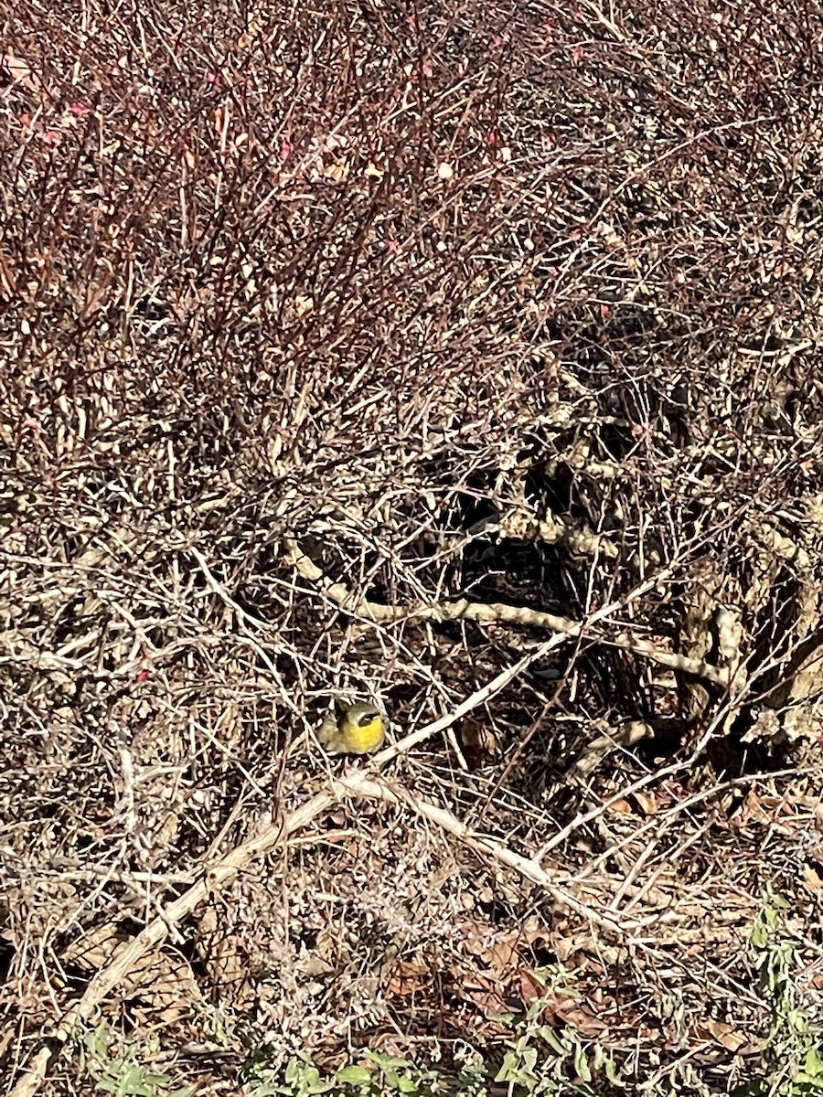 Common Yellowthroat - ML405604841