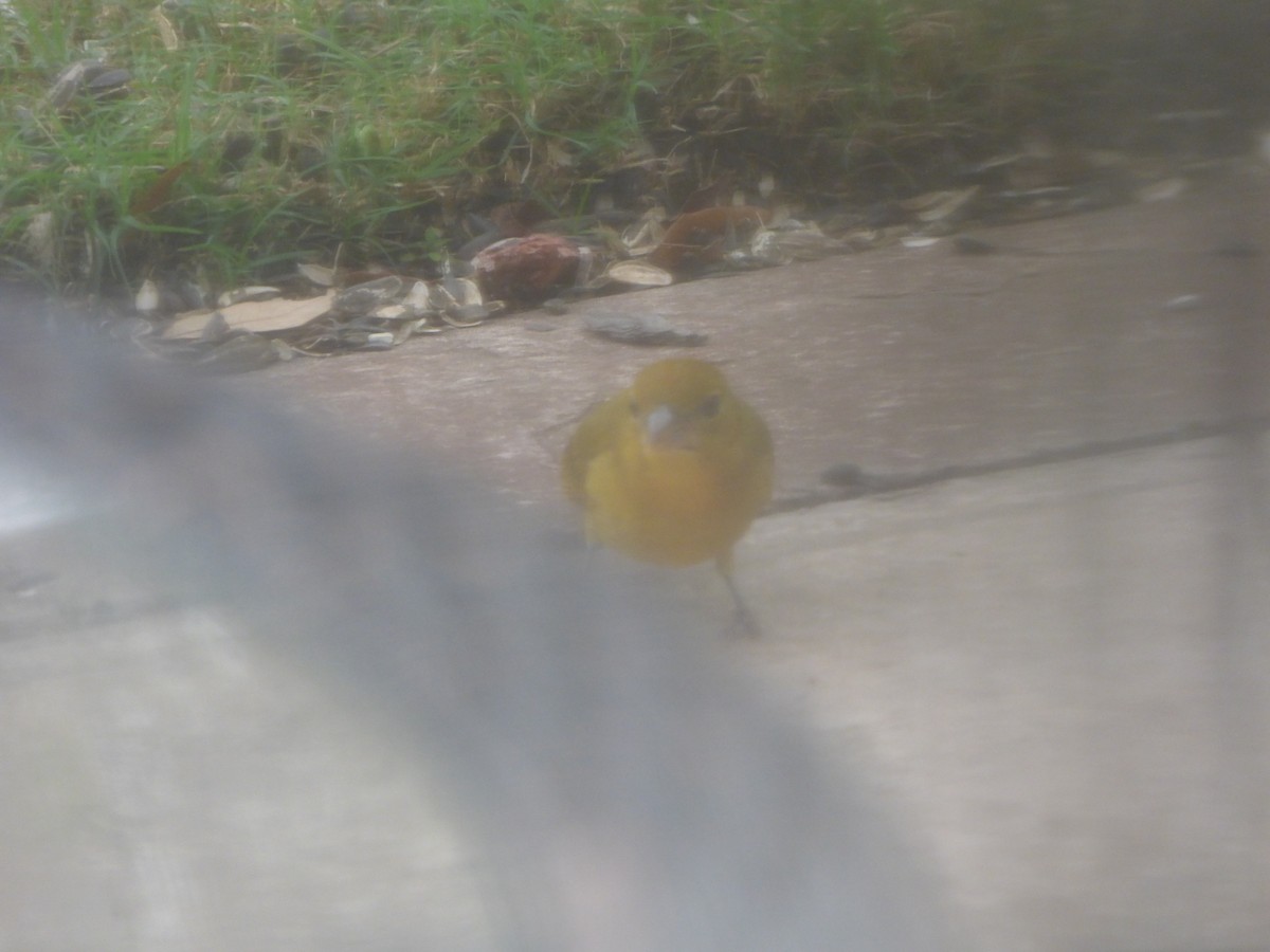 Summer Tanager - Elaine Pan