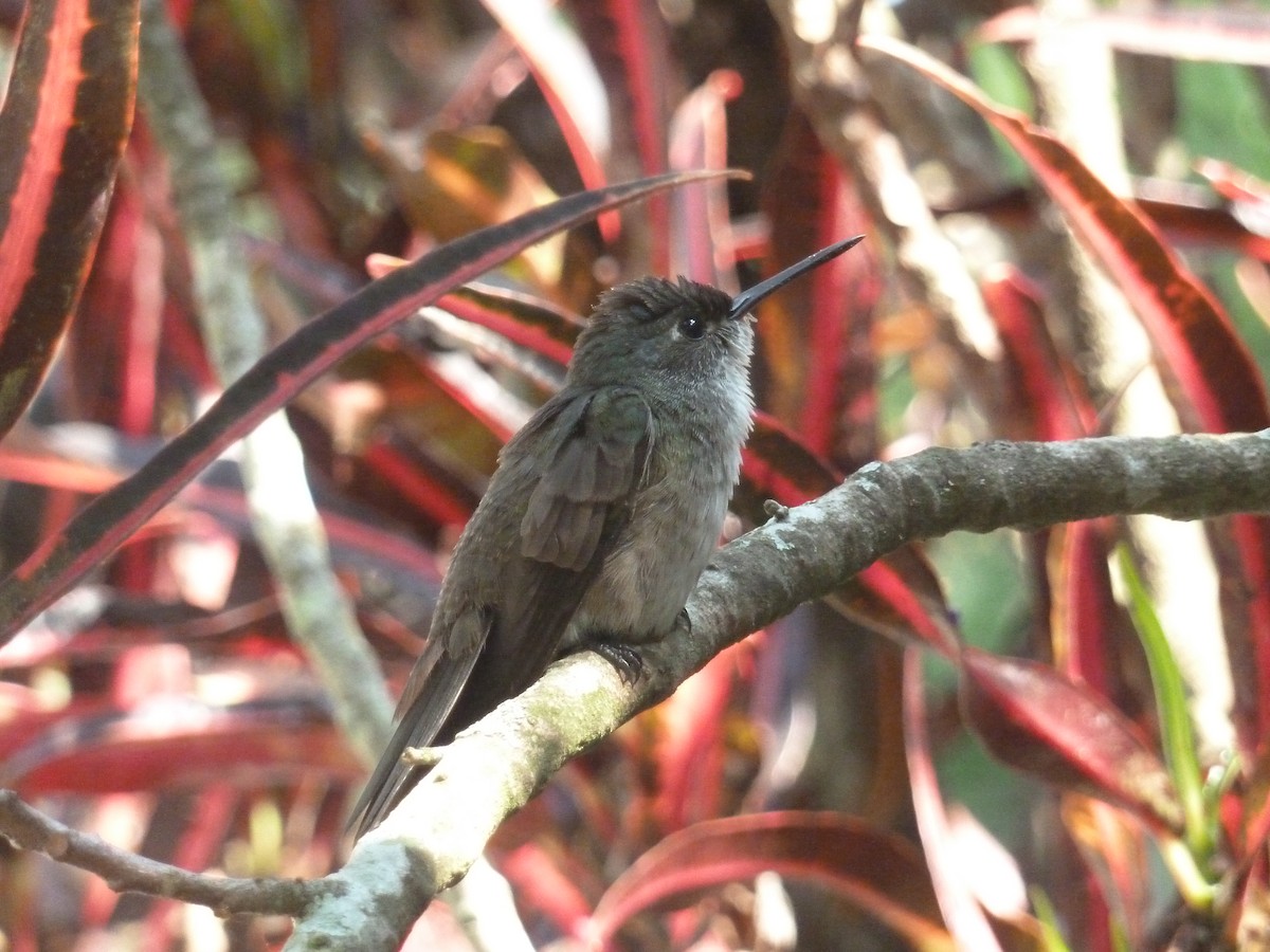 Azure-crowned Hummingbird - Mike McGrenere