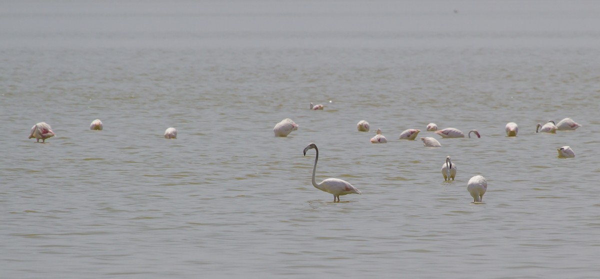 rosenflamingo - ML405607021