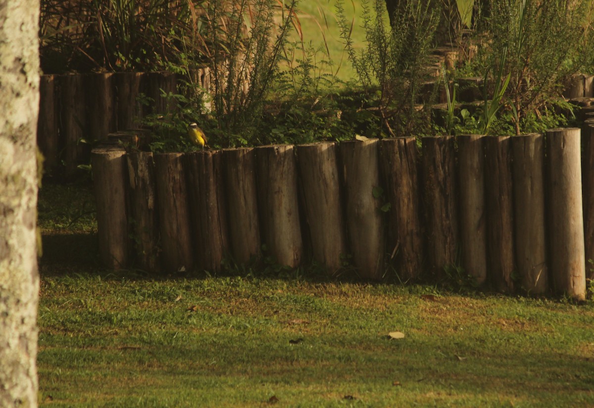 Rusty-margined/Social Flycatcher - ML405608421