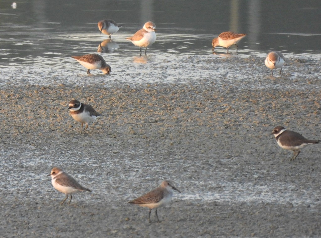 Kentish Plover - Uma Pandiyan