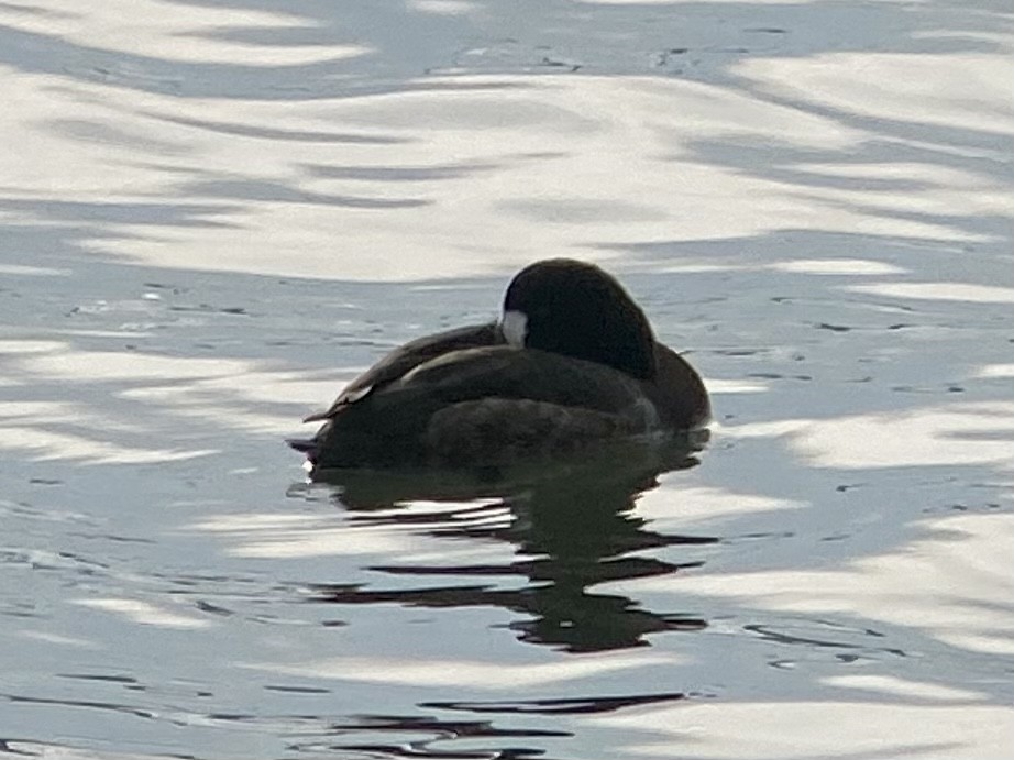 Greater Scaup - ML405611891