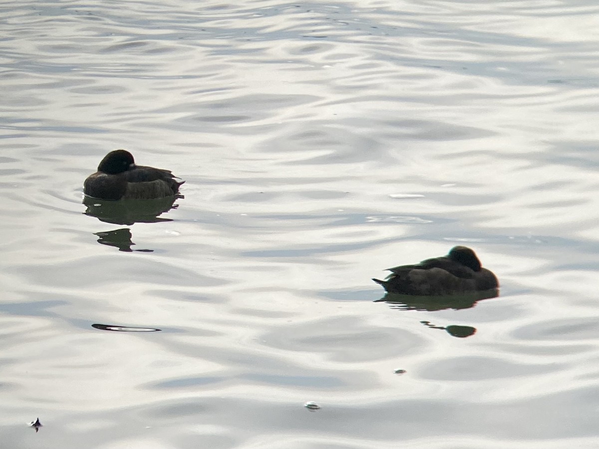 Greater Scaup - ML405611911