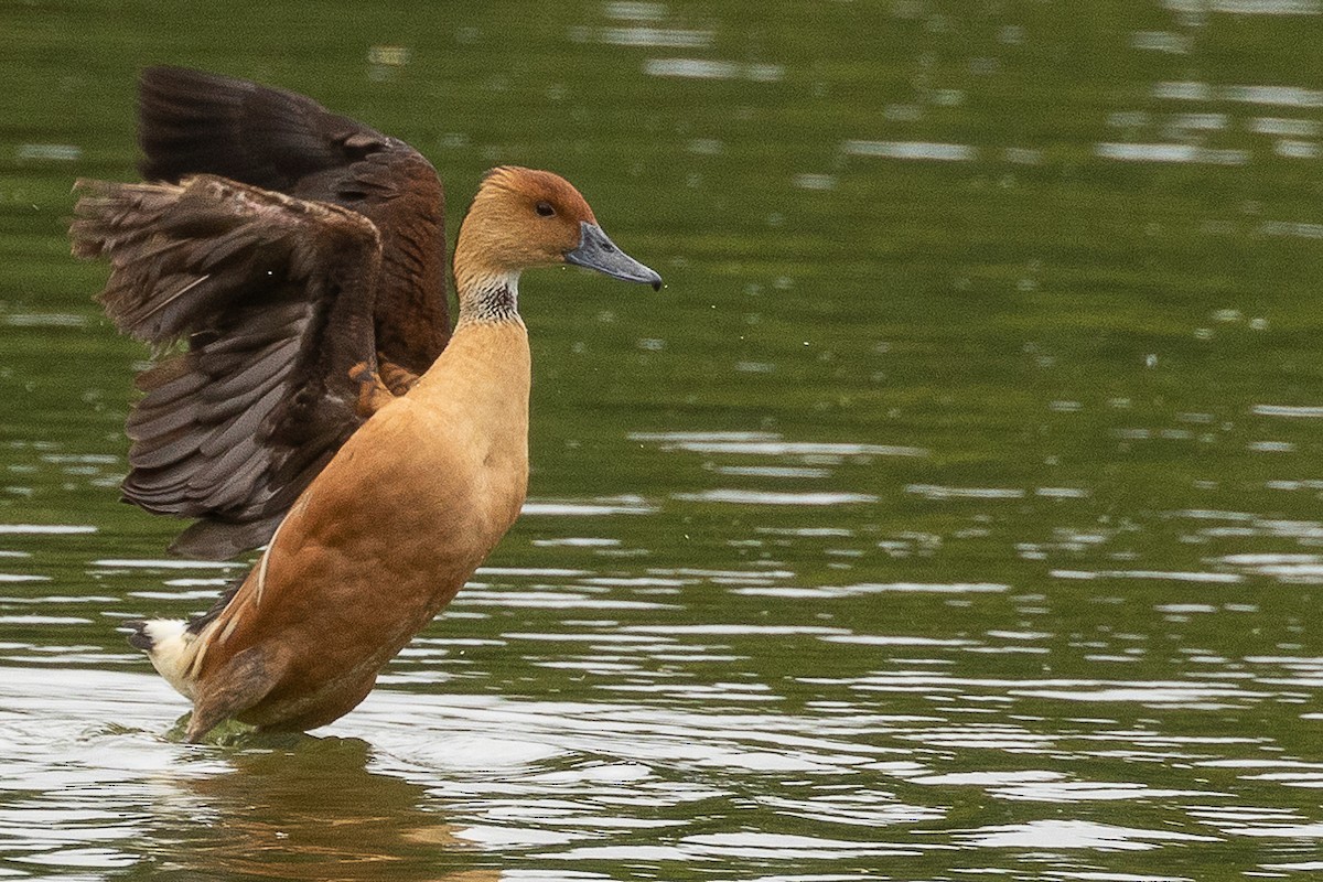 Fulvous Whistling-Duck - Sergio Porto