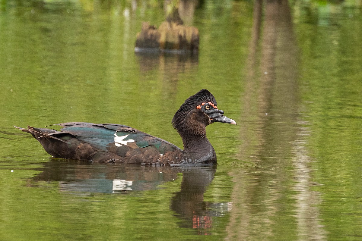 疣鼻棲鴨(薑母鴨) - ML405614801