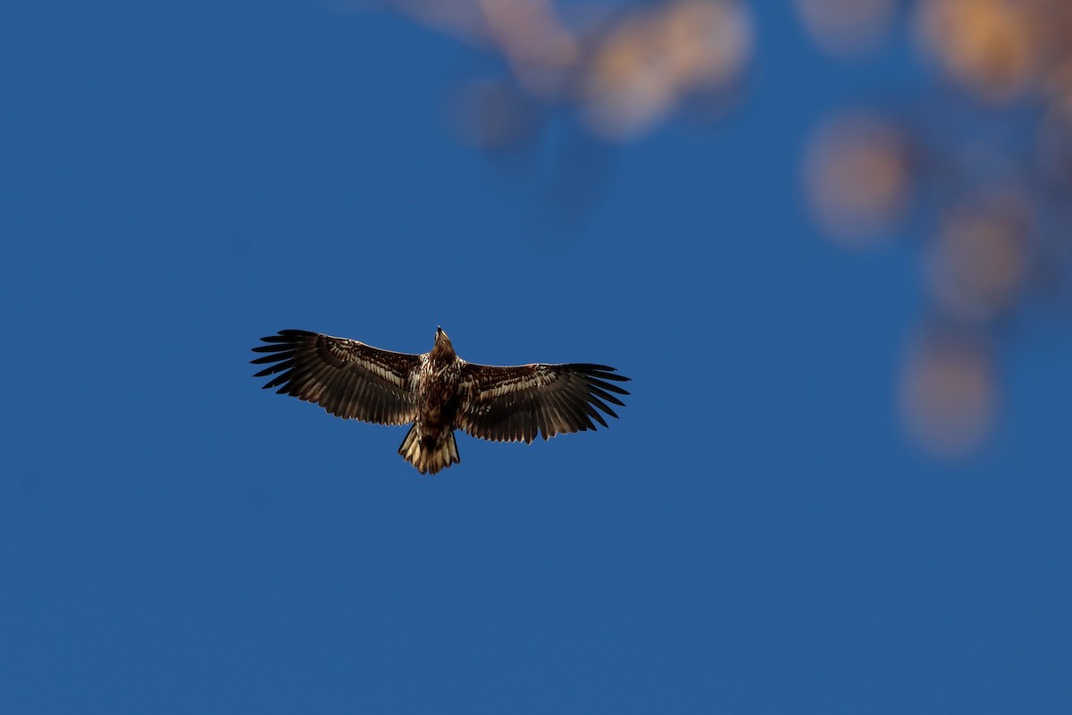 White-tailed Eagle - ML405614931