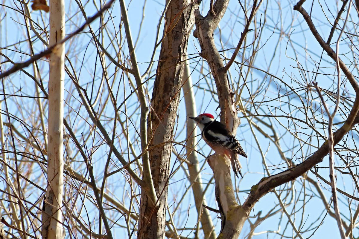 Middle Spotted Woodpecker - Johana Drlíková