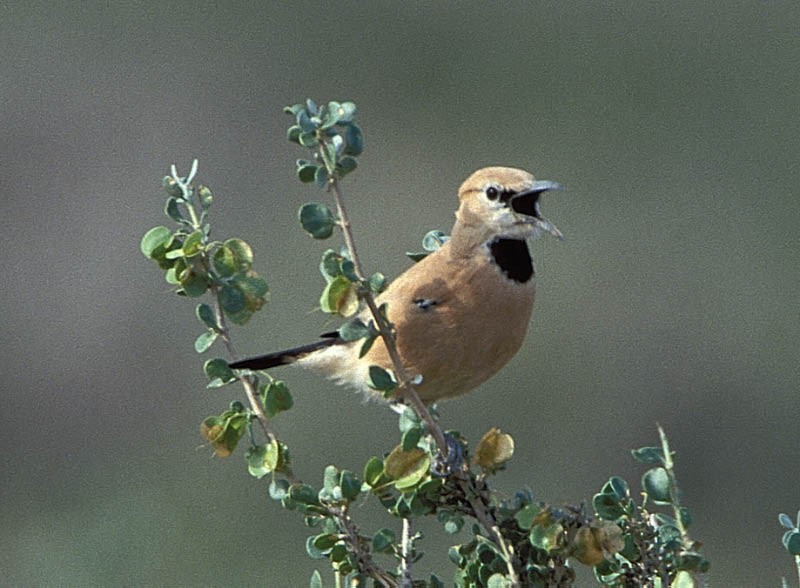 Iranian Ground-Jay - ML405614971