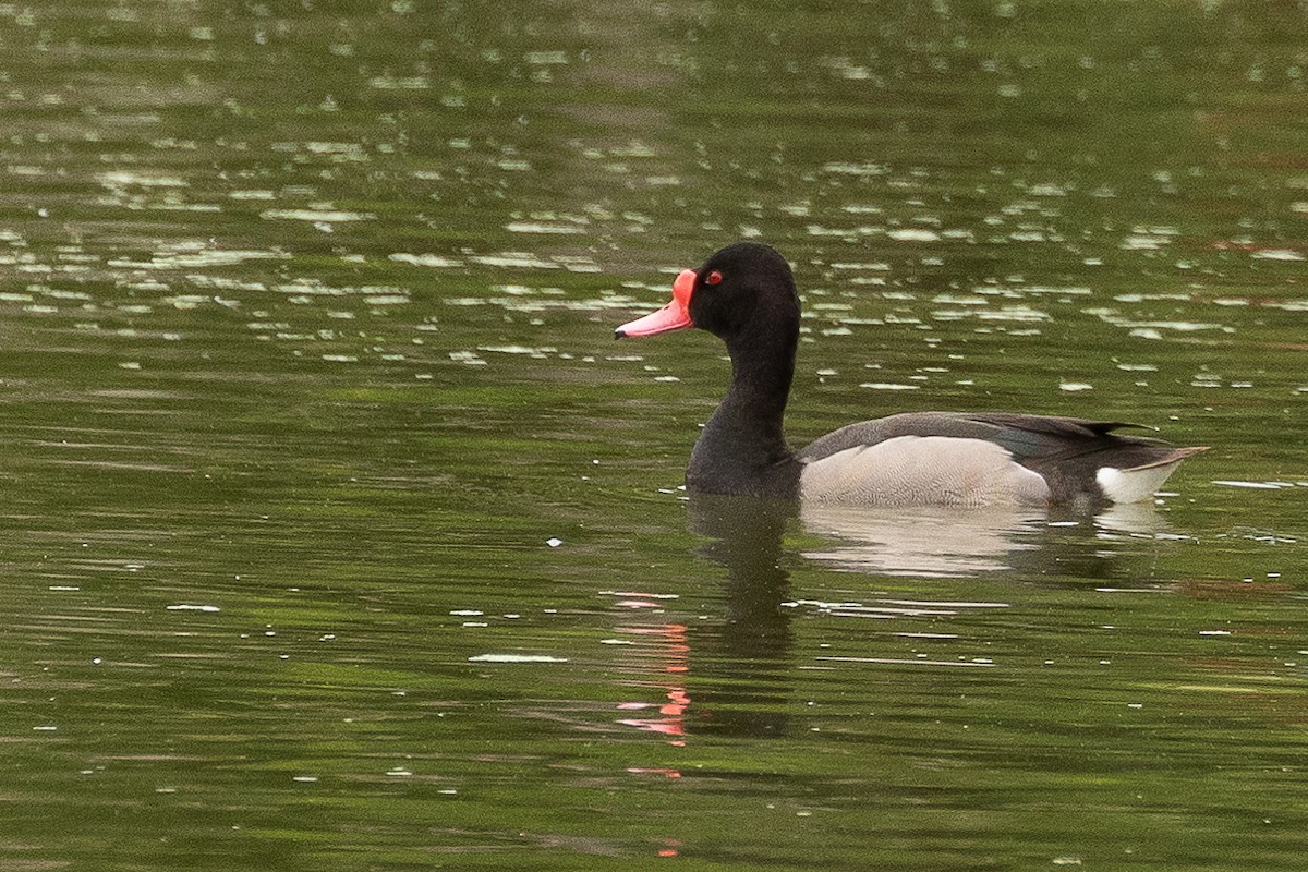 Rosy-billed Pochard - ML405615021