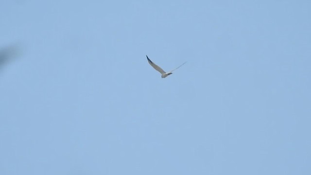 Pallid Harrier - ML405617961