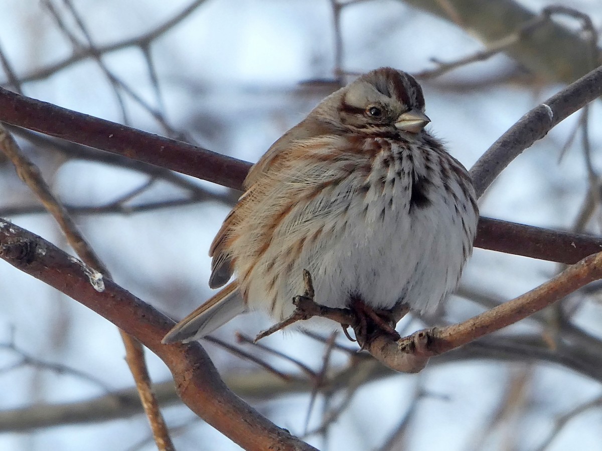 Song Sparrow - ML405618211