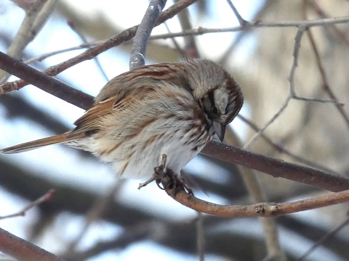 Song Sparrow - ML405618221