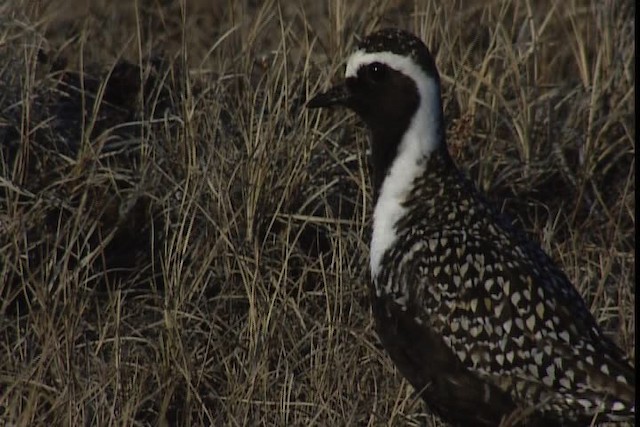 American Golden-Plover - ML405619