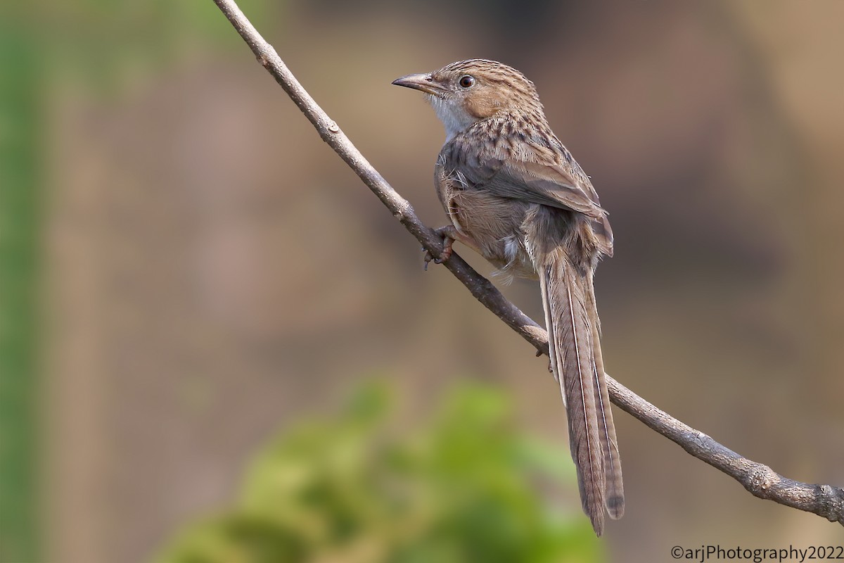 Common Babbler - Rahul  Singh