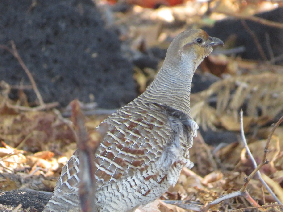 Gray Francolin - Matthew Thompson