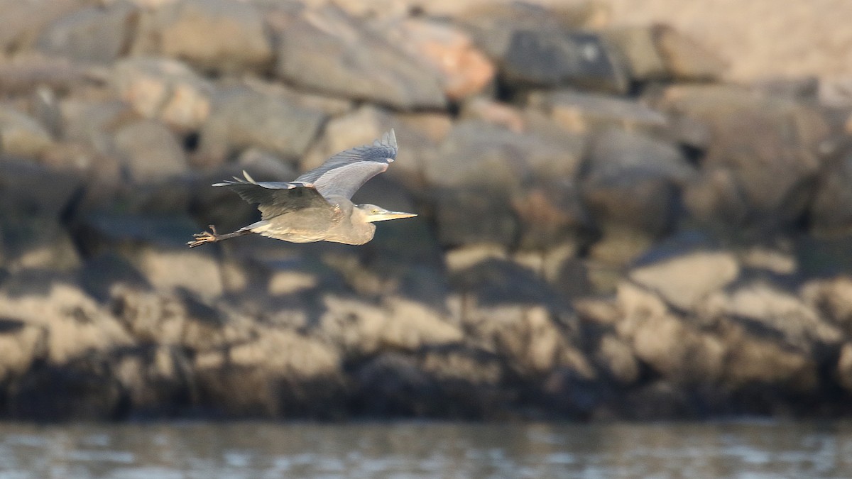 Great Blue Heron - ML405621191