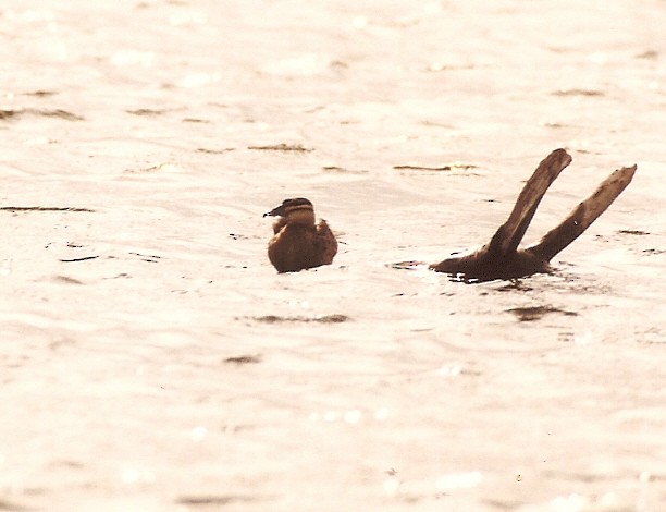 Masked Duck - ML40562231