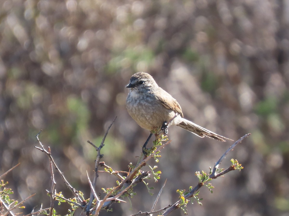 Plain-mantled Tit-Spinetail - Pierre Pitte