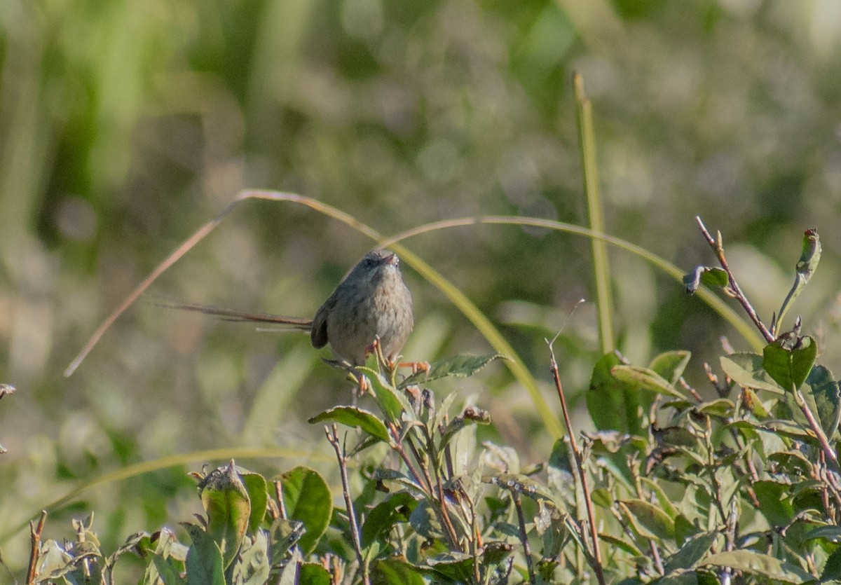 Prinia à gorge noire - ML405624281