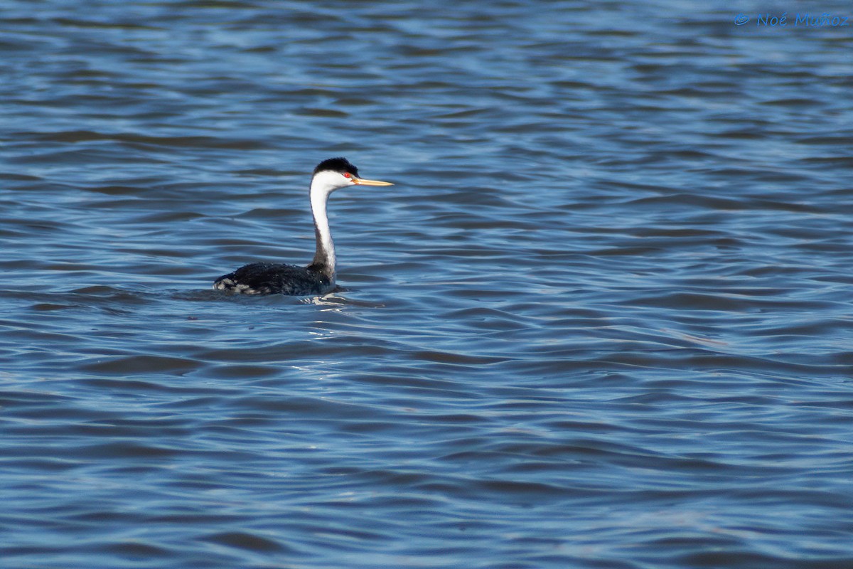 Clark's Grebe - ML405624451