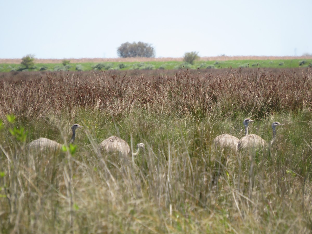 Greater Rhea - ML405625551