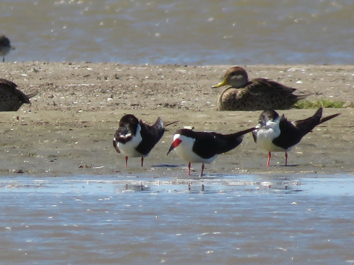 Водоріз американський - ML405626151