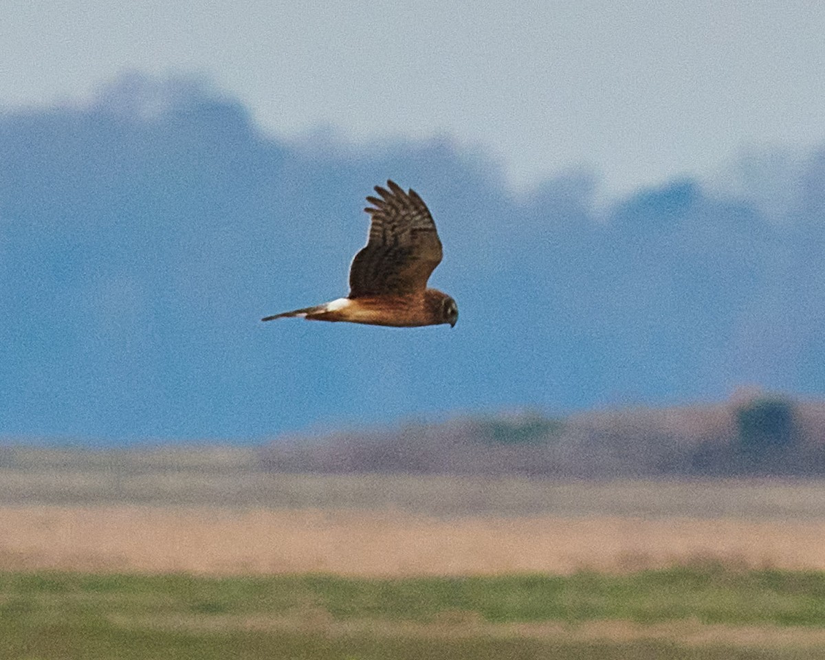 Northern Harrier - ML405626241