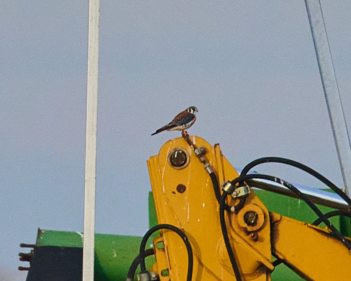 American Kestrel - ML405626311