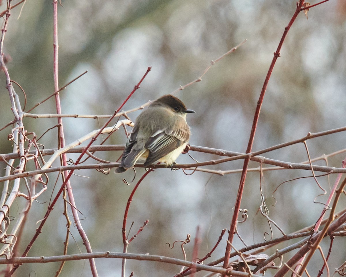 Eastern Phoebe - ML405626451