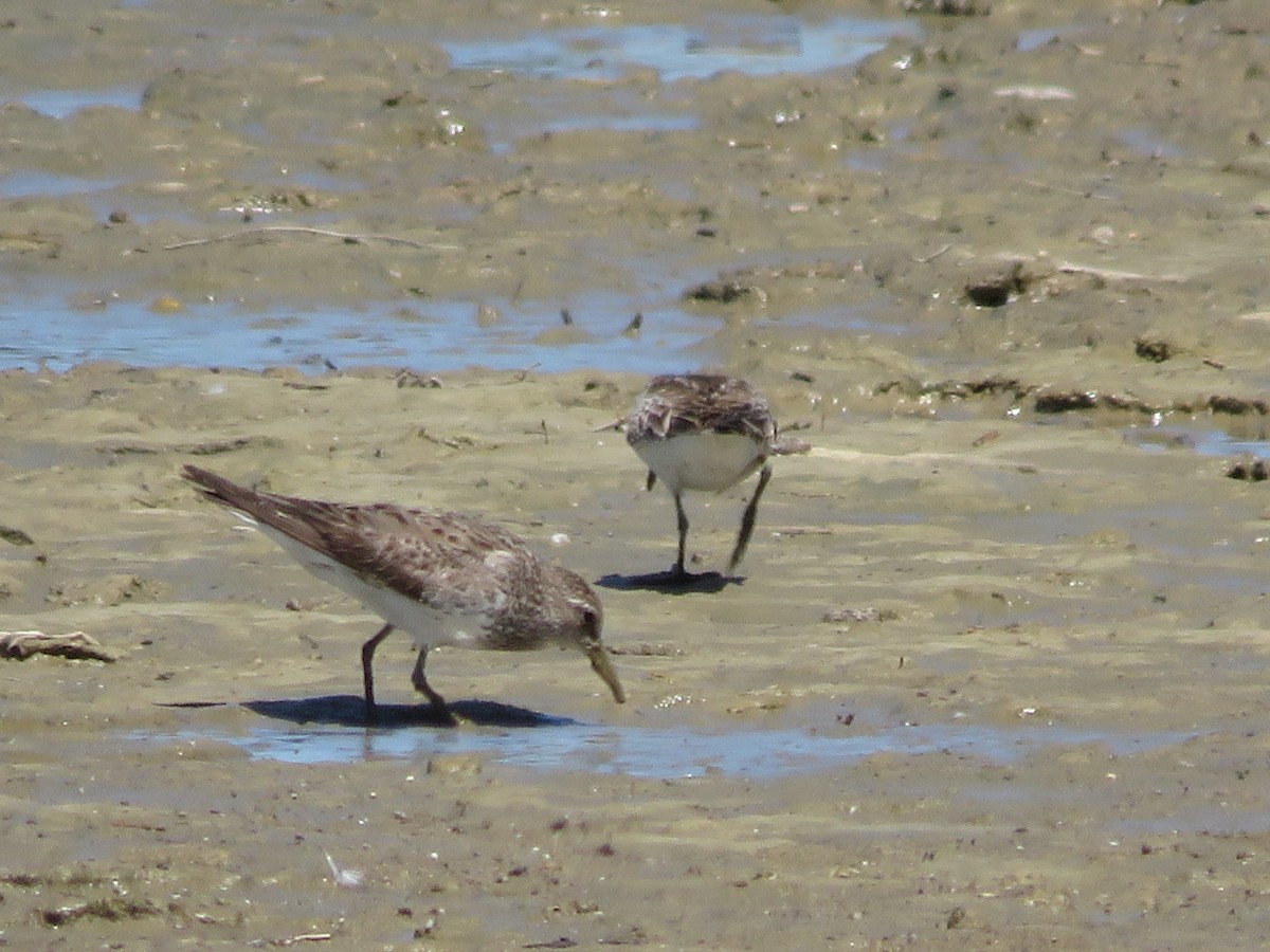 Weißbürzel-Strandläufer - ML405626481