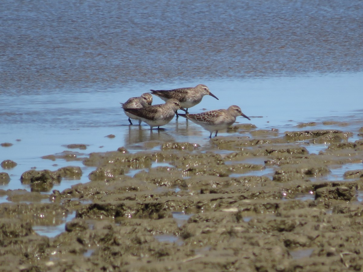 Weißbürzel-Strandläufer - ML405626511