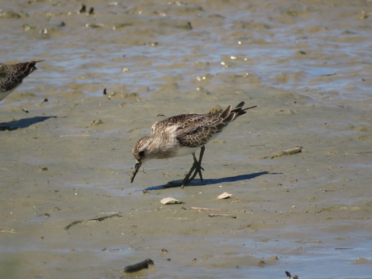 Weißbürzel-Strandläufer - ML405626601