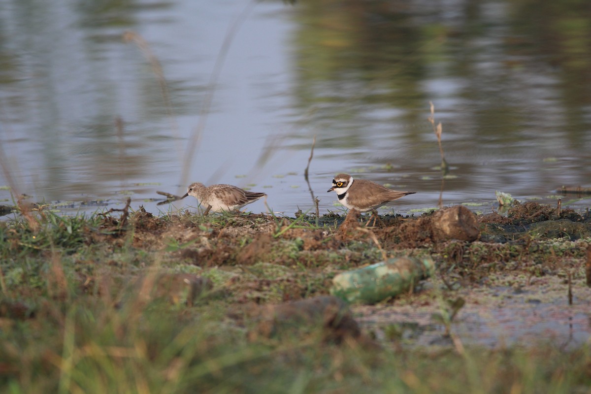 Little Ringed Plover - ML405626731