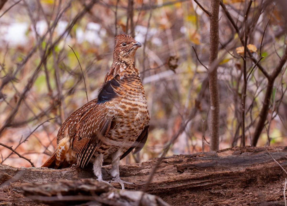 Ruffed Grouse - William Higgins