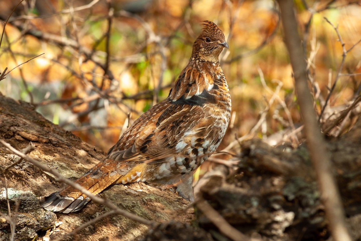 Ruffed Grouse - William Higgins