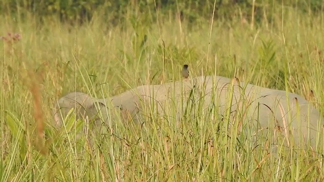 Jungle Myna - ML405628181