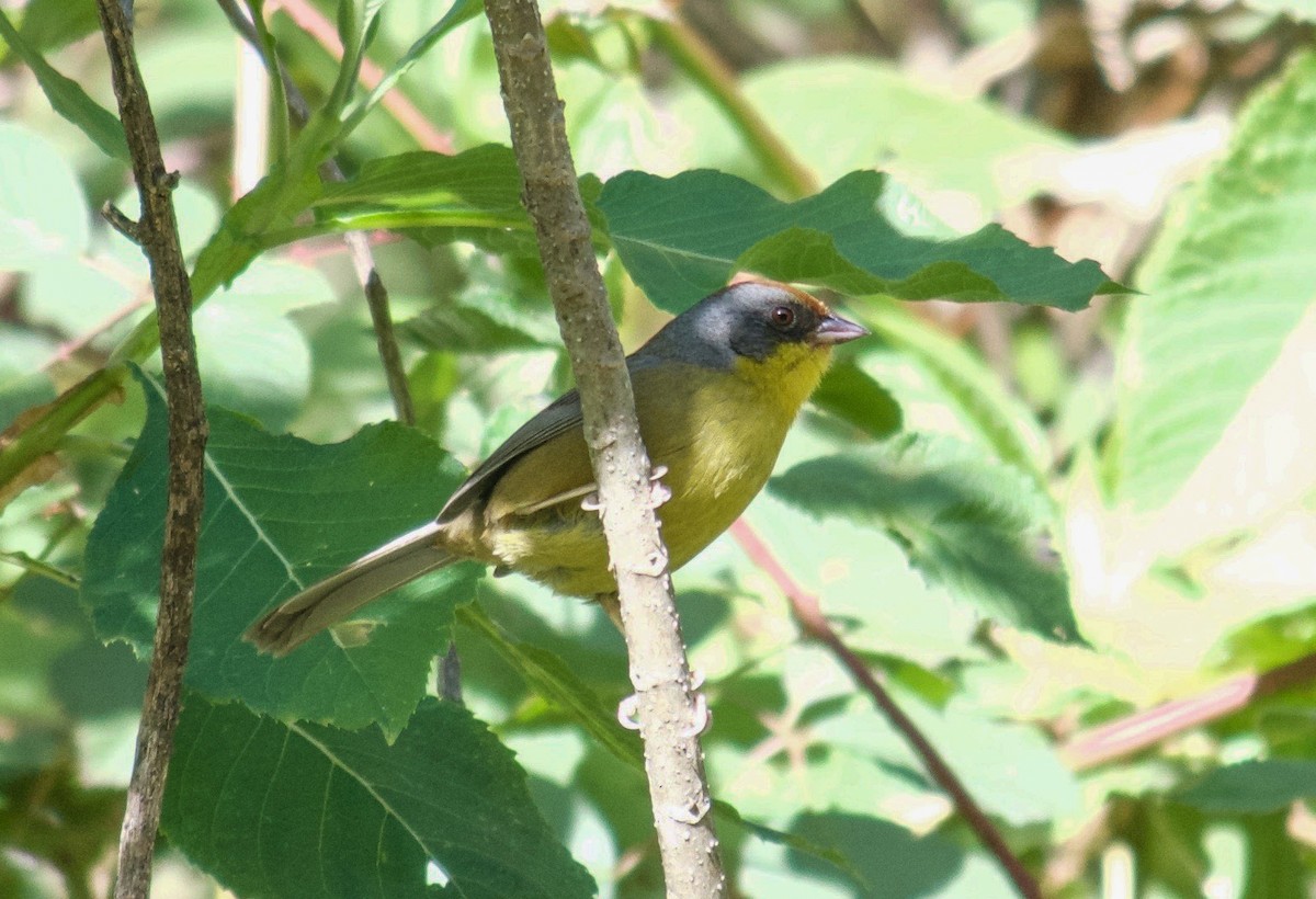 Rufous-capped Brushfinch - ML405629081